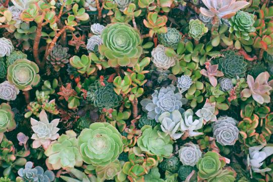 Succulents in the background